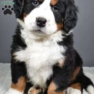 Diesel, Bernese Mountain Dog Puppy