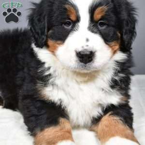 Axel, Bernese Mountain Dog Puppy