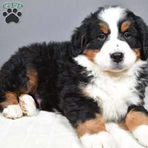 Axel, Bernese Mountain Dog Puppy