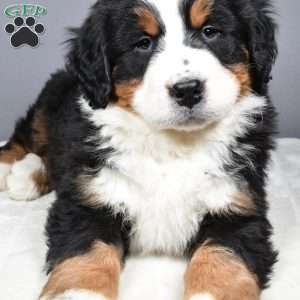 Axel, Bernese Mountain Dog Puppy