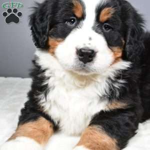 Axel, Bernese Mountain Dog Puppy