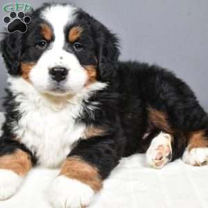 Axel, Bernese Mountain Dog Puppy
