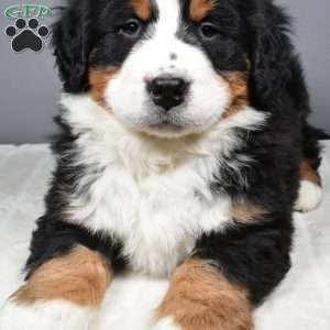 Axel, Bernese Mountain Dog Puppy