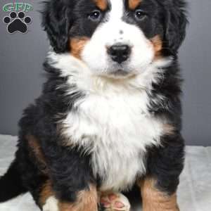 Axel, Bernese Mountain Dog Puppy