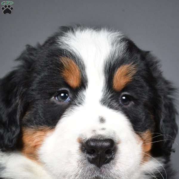 Axel, Bernese Mountain Dog Puppy