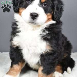 Axel, Bernese Mountain Dog Puppy
