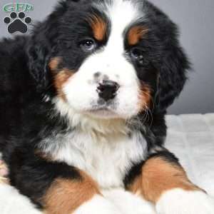 Maverick, Bernese Mountain Dog Puppy