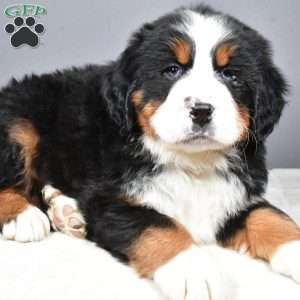 Maverick, Bernese Mountain Dog Puppy