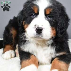 Maverick, Bernese Mountain Dog Puppy