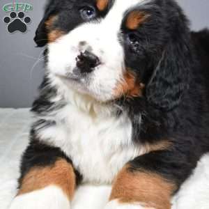 Maverick, Bernese Mountain Dog Puppy