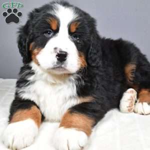 Maverick, Bernese Mountain Dog Puppy