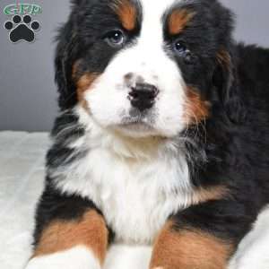 Maverick, Bernese Mountain Dog Puppy