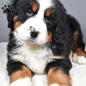 Maverick, Bernese Mountain Dog Puppy