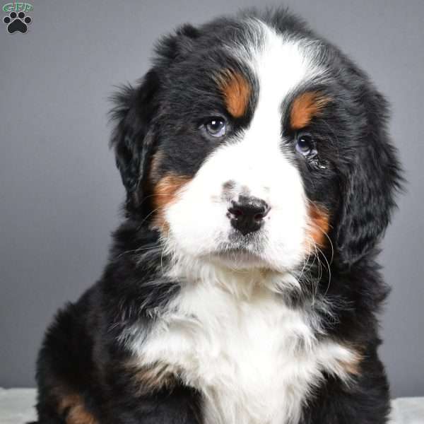 Maverick, Bernese Mountain Dog Puppy