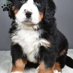 Maverick, Bernese Mountain Dog Puppy