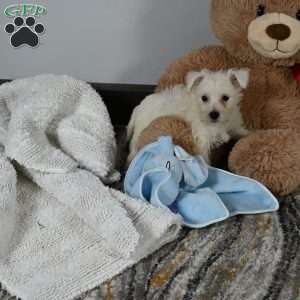 Willis, West Highland Terrier Puppy
