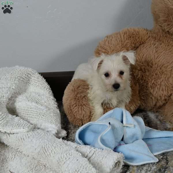 Willis, West Highland Terrier Puppy