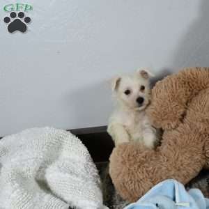 Willis, West Highland Terrier Puppy