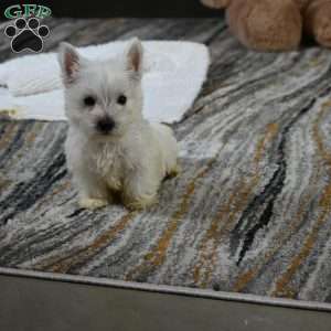 Willis, West Highland Terrier Puppy