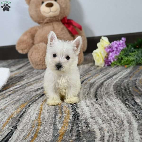 Willis, West Highland Terrier Puppy