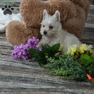 Willis, West Highland Terrier Puppy