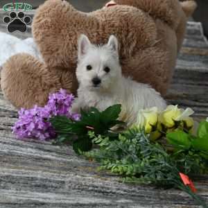 Willis, West Highland Terrier Puppy