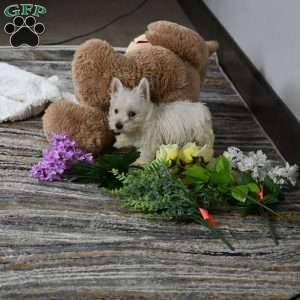 Willis, West Highland Terrier Puppy