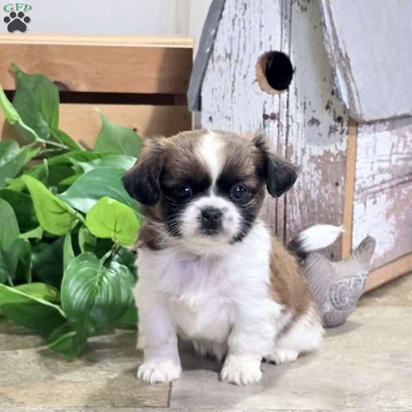 Daffodil, Shih Tzu Puppy