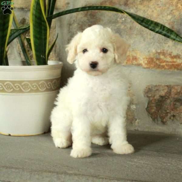 Daffodil, Bich-Poo Puppy