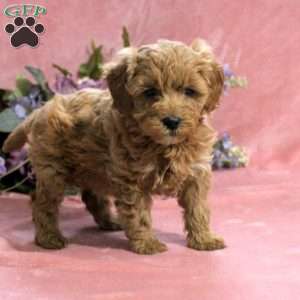 Daffodil, Mini Goldendoodle Puppy