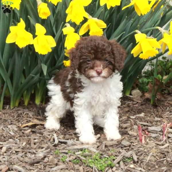 Daffodil, Cavapoo Puppy