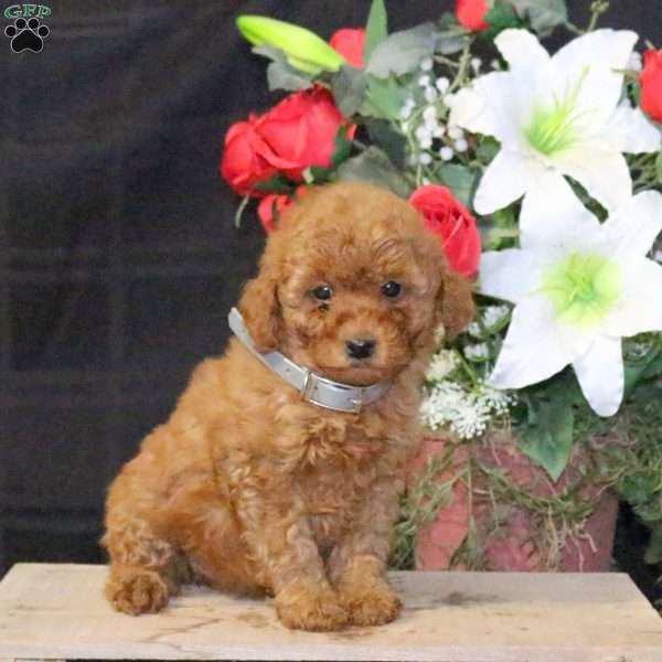 Daffodil – F1B, Mini Goldendoodle Puppy