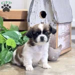 Daffodil, Shih Tzu Puppy