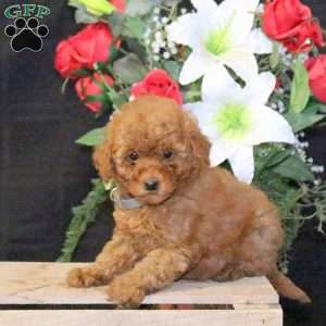 Daffodil – F1B, Mini Goldendoodle Puppy