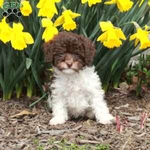 Daffodil, Cavapoo Puppy