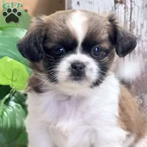 Daffodil, Shih Tzu Puppy