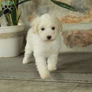 Daffodil, Bich-Poo Puppy