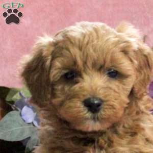 Daffodil, Mini Goldendoodle Puppy