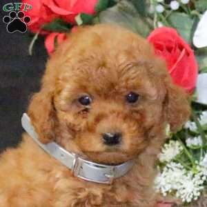 Daffodil – F1B, Mini Goldendoodle Puppy