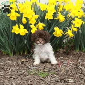 Daffodil, Cavapoo Puppy