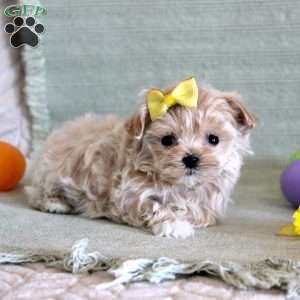 Daffodil, Maltipoo Puppy