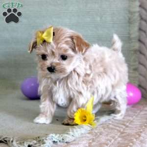 Daffodil, Maltipoo Puppy