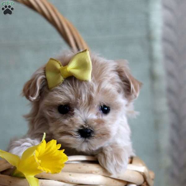 Daffodil, Maltipoo Puppy