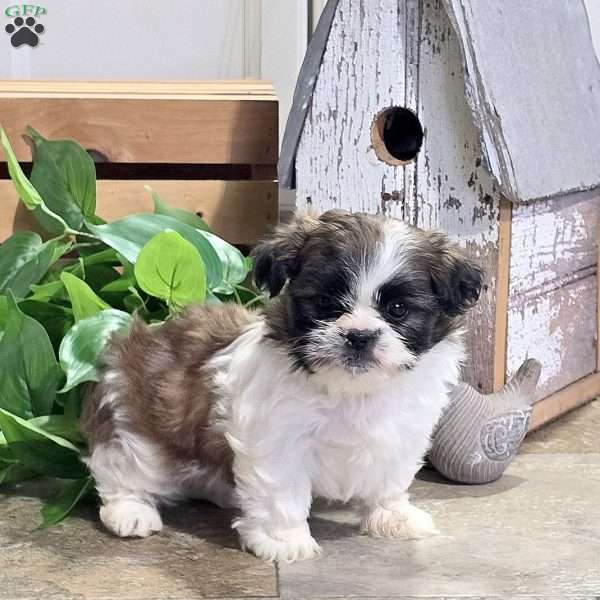 Dahlia, Shih Tzu Puppy