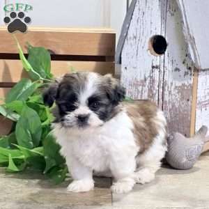 Dahlia, Shih Tzu Puppy