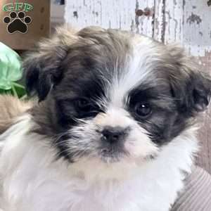 Dahlia, Shih Tzu Puppy