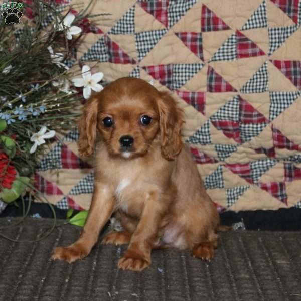 Dahlia, Cavapoo Puppy