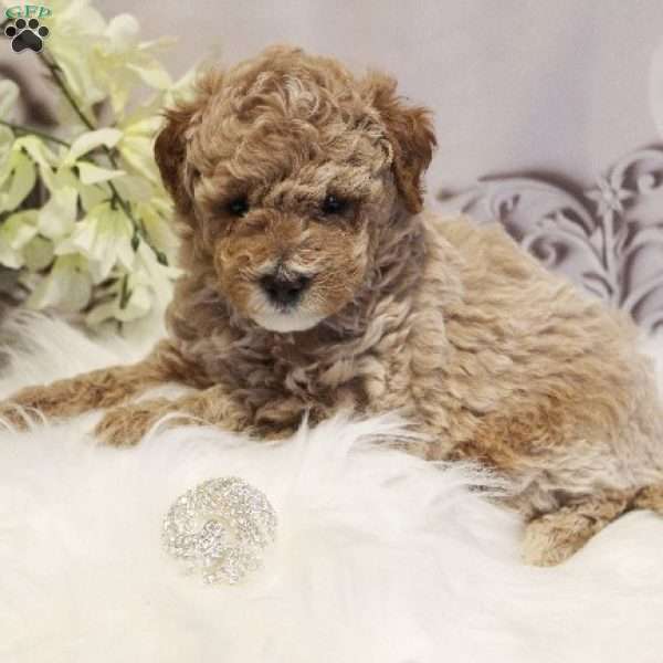 Diamond, Toy Poodle Puppy