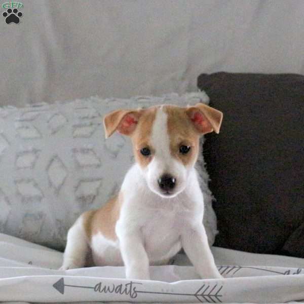 Daisy, Jack Russell Terrier Puppy