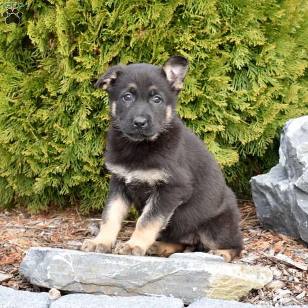Daisy, German Shepherd Puppy